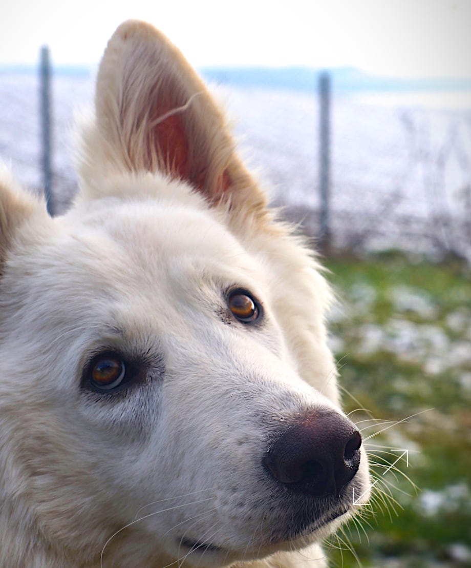 Juschka, femelle berger blanc suisse du Domaine de La Prise-Ducommun