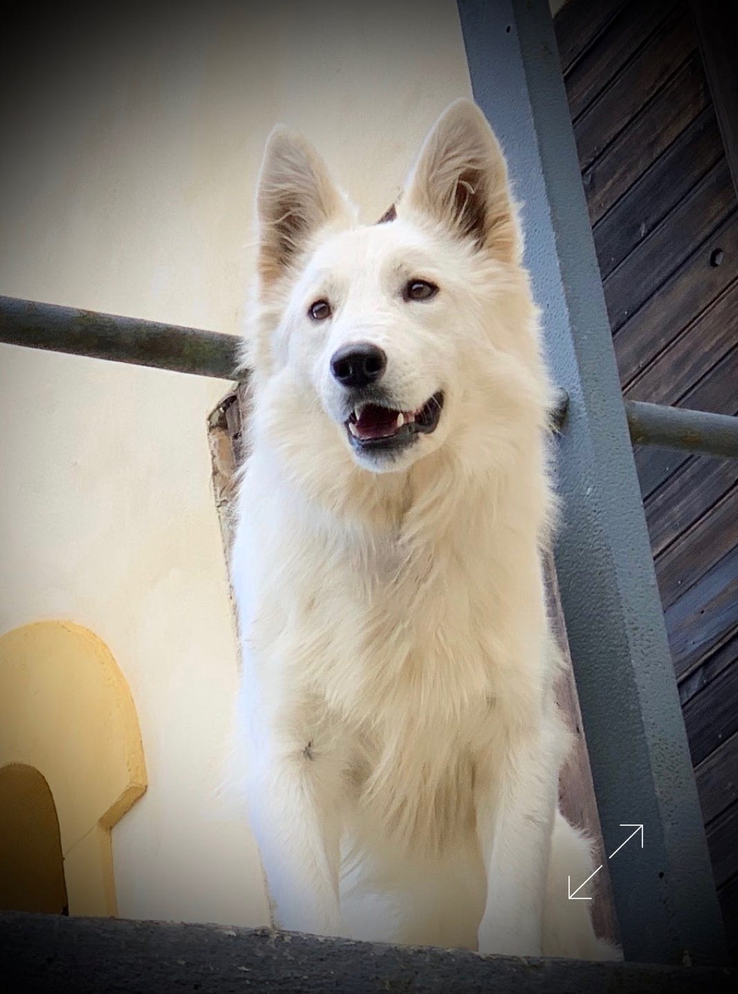 Juschka, femelle gerger blanc suisse du Domaine de La Prise-Ducommun