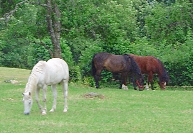 chevaux en stabulation libre au Domaine de La Prise-Ducommun