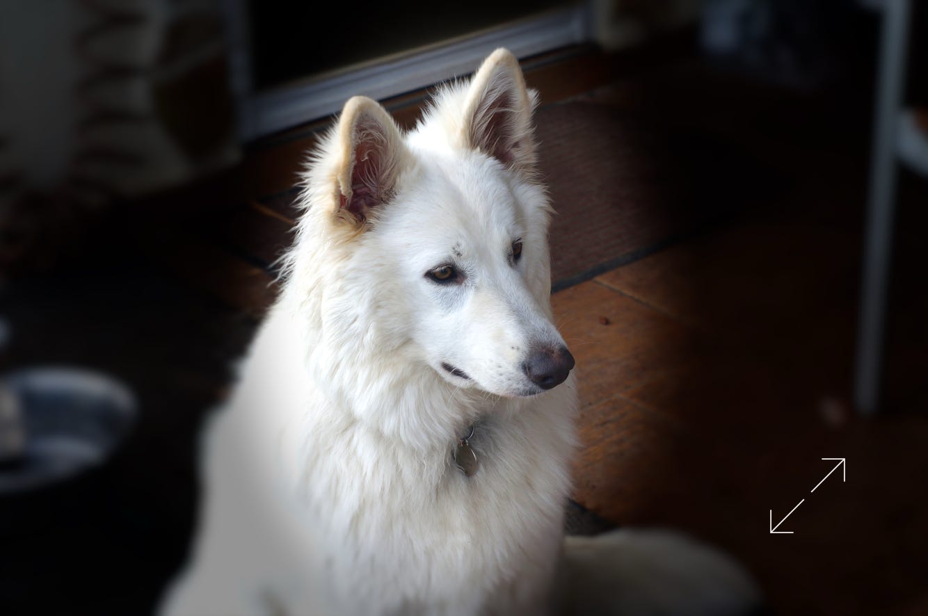 Juschka, femelle gerger blanc suisse du Domaine de La Prise-Ducommun