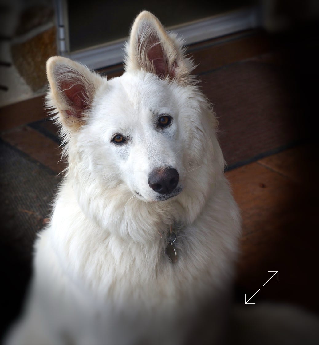 Juschka, femelle berger blanc suisse du Domaine de La Prise-Ducommun