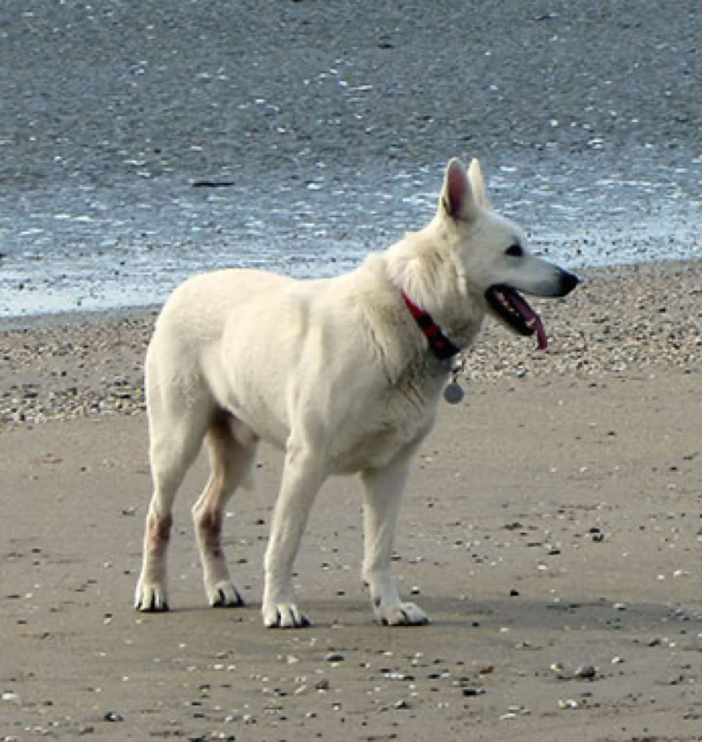 mâle berger blanc suisse du Domaine de La Prise-Ducommun
