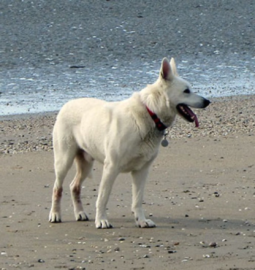 mâle berger blanc suisse du Domaine de La Prise-Ducommun